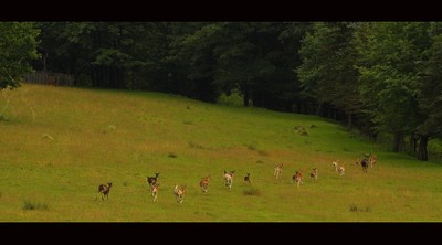 Deer - small